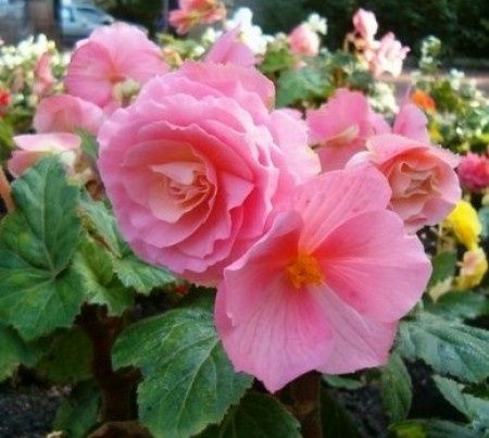 Les fleurs du 5 Février 2014