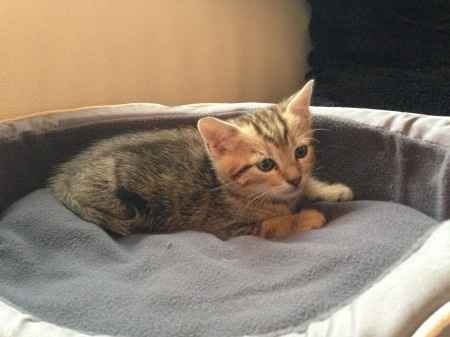 Kitty