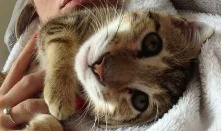 Mon ptit chat