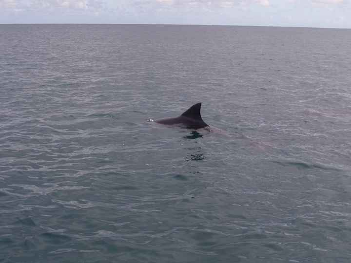 Dauphins