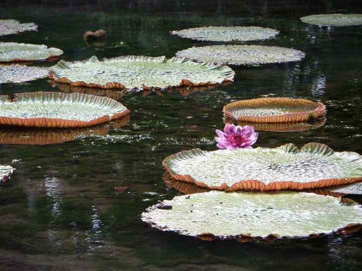 Jardin