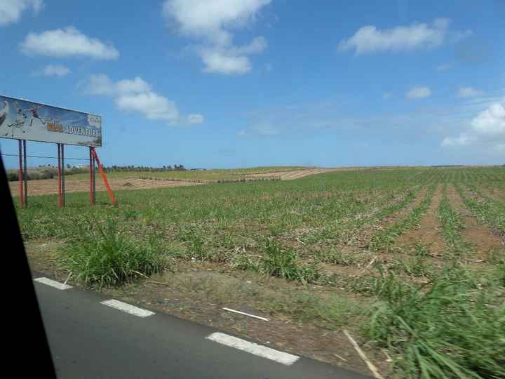 Canne à sucre