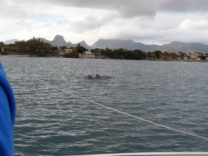 Dauphins