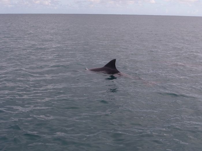 Dauphins