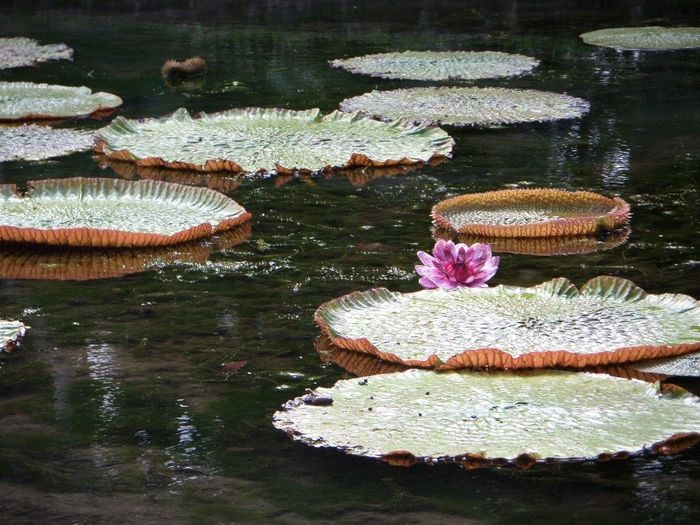 Jardin