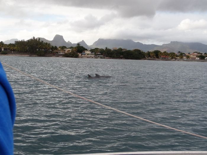 Dauphins