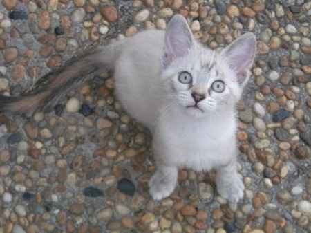 Ma pupuce d'amour