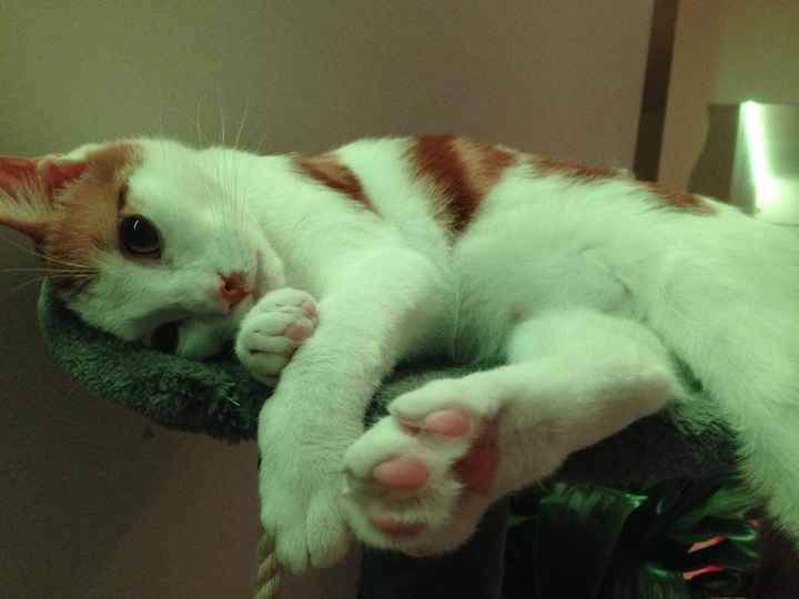 Simba, notre bébé :)