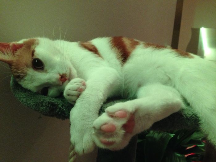 Simba, notre bébé :)