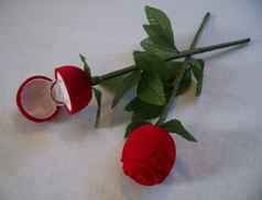 rose velours