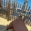 Angelique