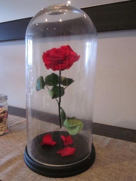 rose eternelle