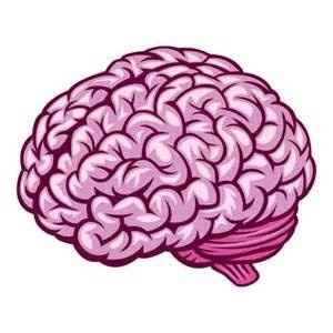 cerveau 