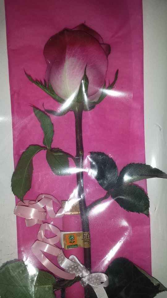 rose témoin