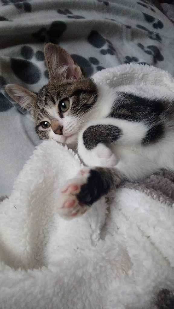 Montrez-moi vos boules de poils ! 😻 - 1