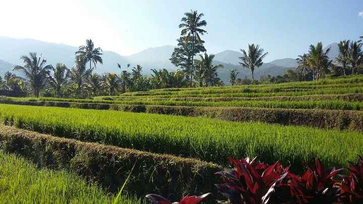 Lune de miel inoubliable ❤🌴 - 3