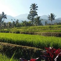 Lune de miel inoubliable ❤🌴 - 3