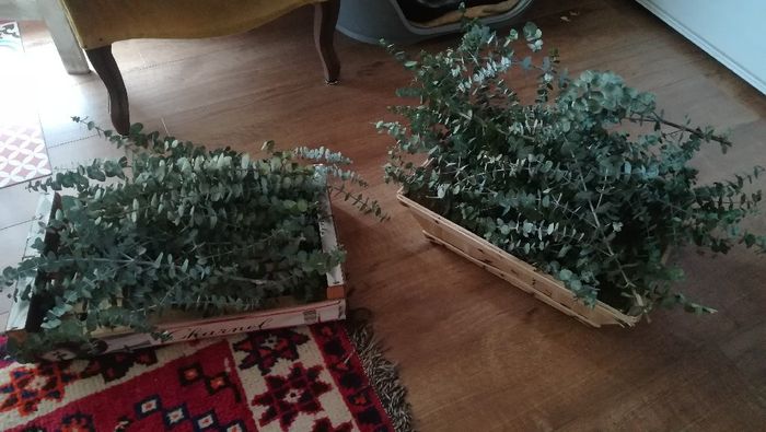 Paravent cache misère ! - 4