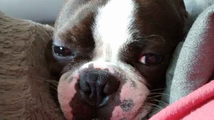 Mon chien à mon mariage ? - 9