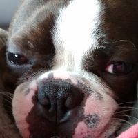 Mon chien à mon mariage ? - 9