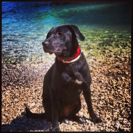 Nos animaux ! - 2