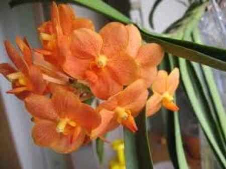 orchidee orange