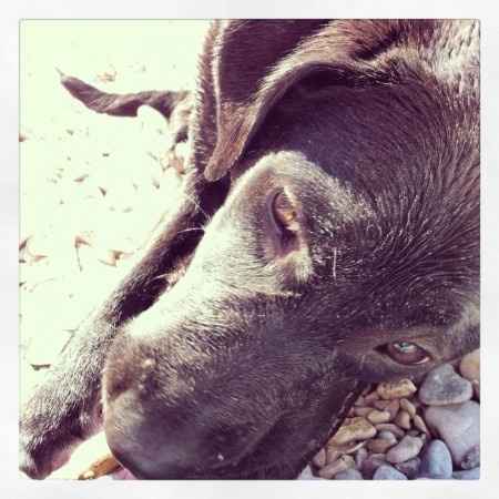 Nos animaux ! - 1