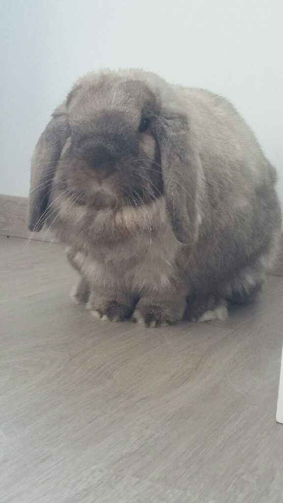 Mon petit bébé chat 😋 - 1