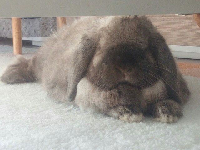 Mon petit bébé chat 😋 - 2