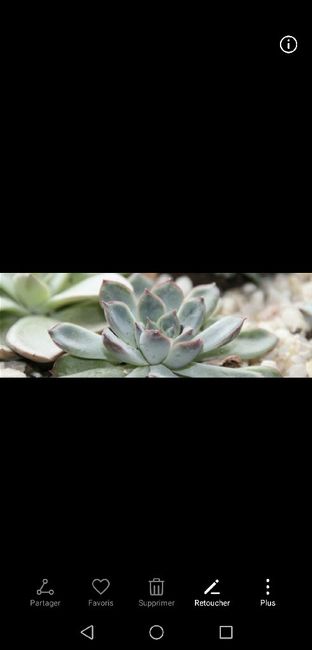 Boutures de succulentes / cadeaux invités 2