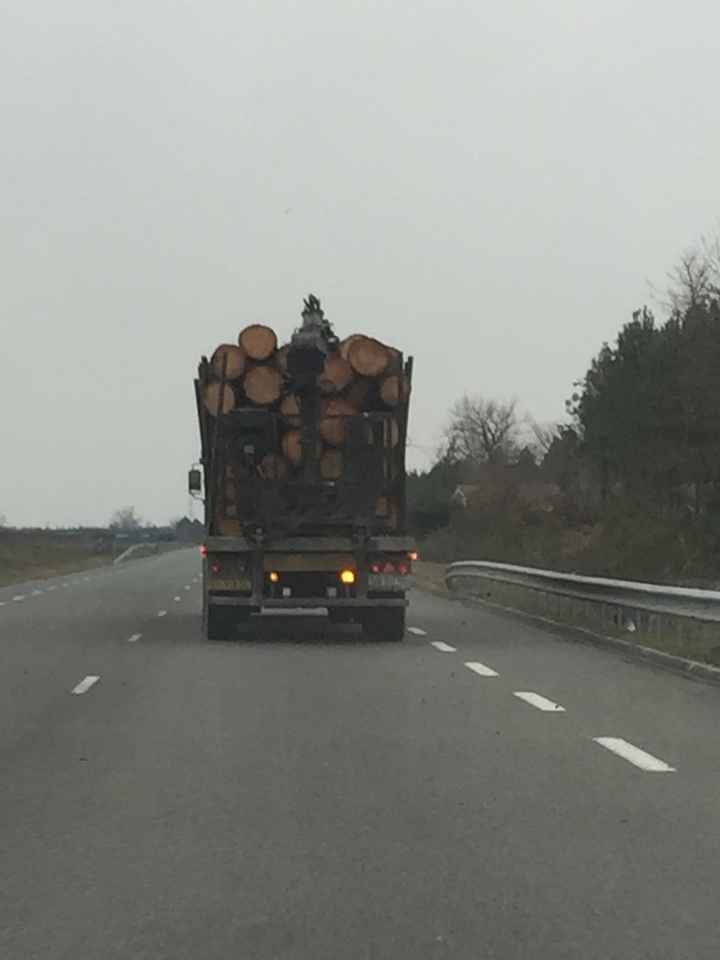 Rondin de bois 🙃 - 1