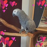 Laila