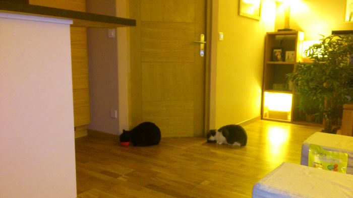 Mes boules de poils