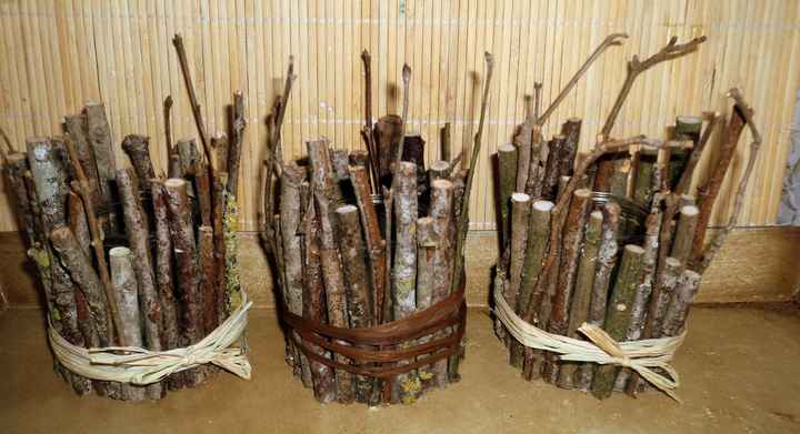 Photophores branchettes