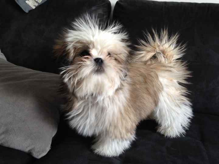 Jackson notre shih tzu qui a le poil électrostatique quand il monte sur le canapé