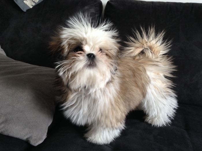 Jackson notre shih tzu qui a le poil électrostatique quand il monte sur le canapé