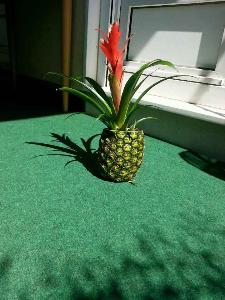Mon essai de vase ananas ! - 1