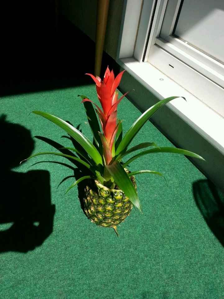 Mon essai de vase ananas ! - 2