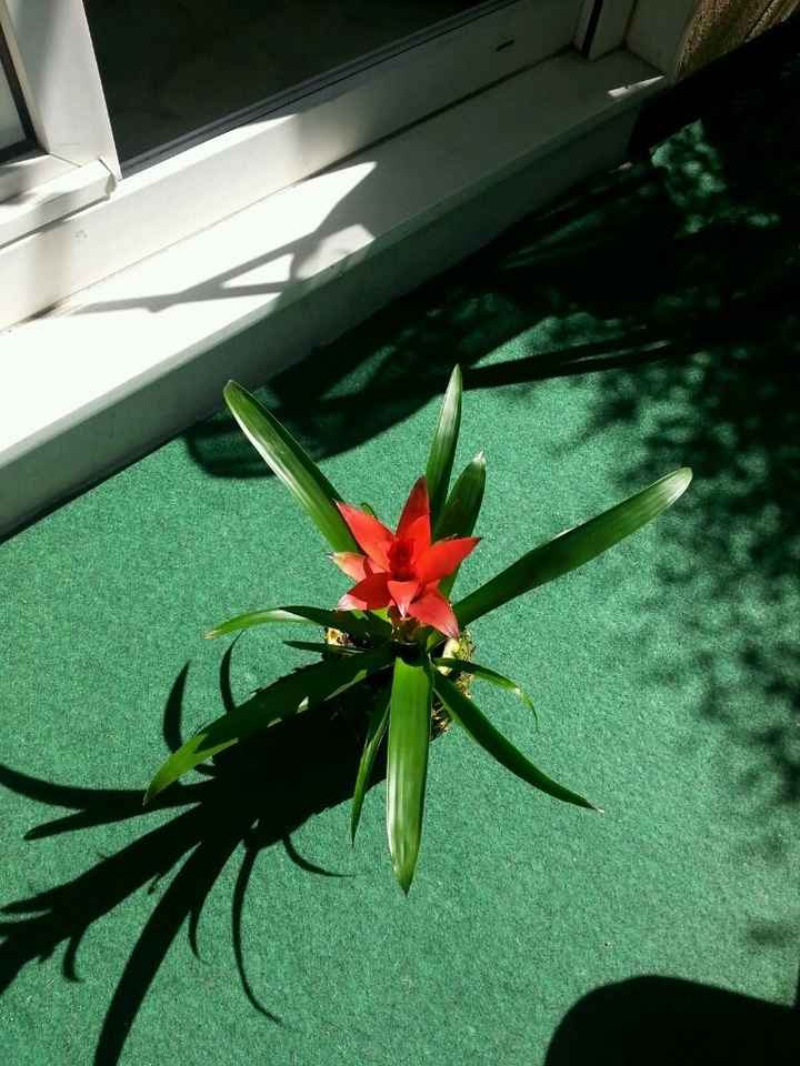 Mon essai de vase ananas ! - 3