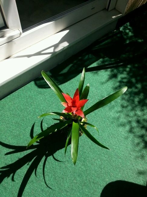 Mon essai de vase ananas ! - 3
