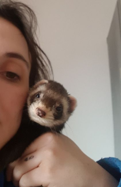 Montrez-moi vos boules de poils ! 😻 - 3