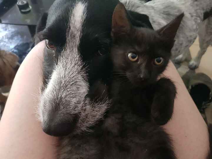 Montrez-moi vos boules de poils ! 😻 - 1