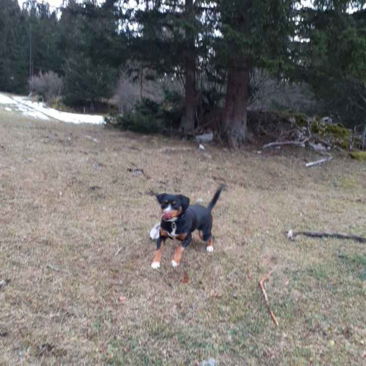 Qui apportera vos alliances ? - 1