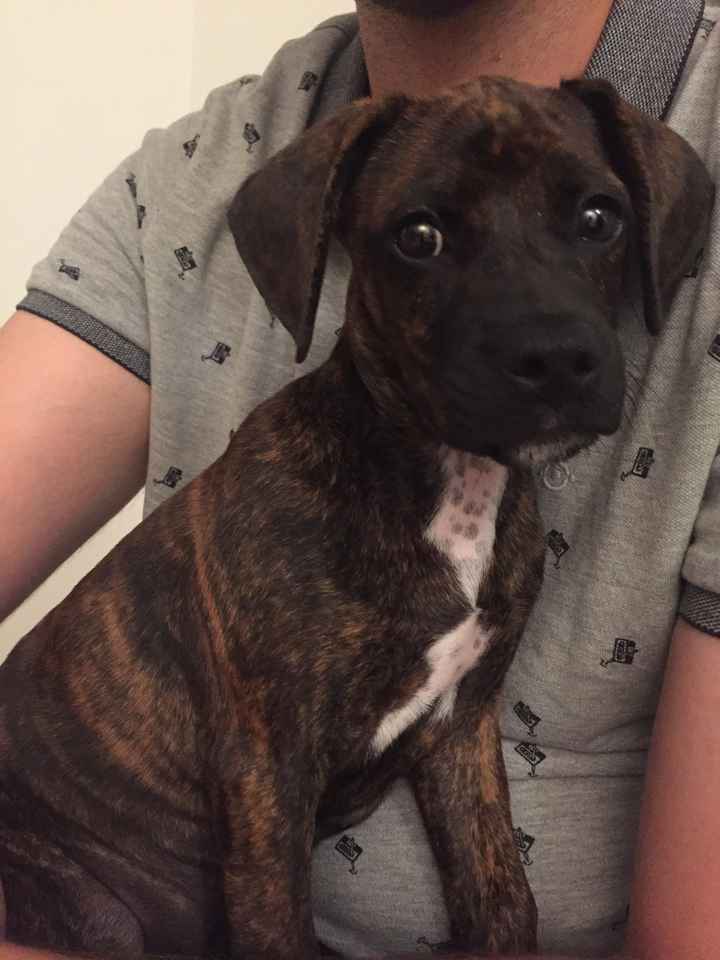 Et vos toutous ? - 1