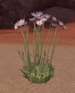 Fleurs - 3