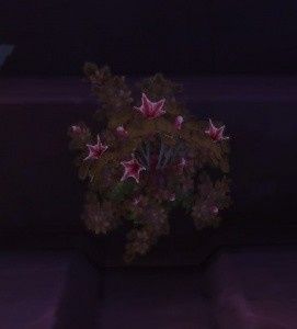 Fleurs - 5