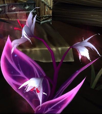 Fleurs - 7
