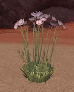 Fleurs - 3
