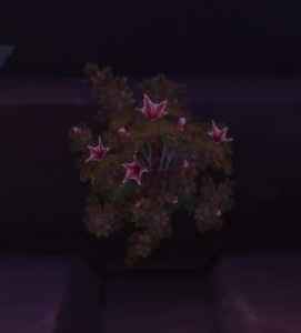 Fleurs - 5