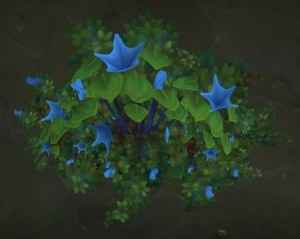 Fleurs - 6